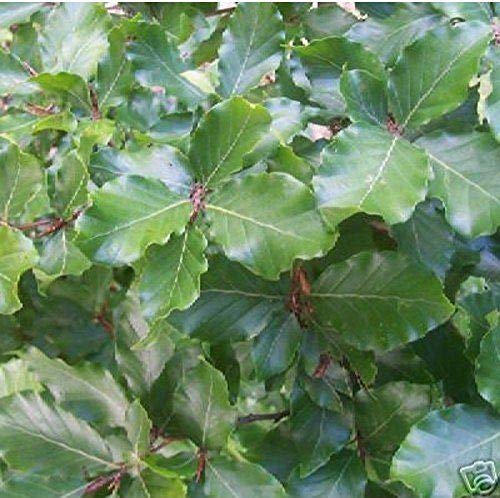Direct Plants Green Beech Hedging Trees Fagus Sylvatica 5-6ft Tall Pack of 5 Supplied Bare Rooted