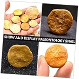 Zoom IMG-1 sewacc set 4 pezzi fossili Zoom IMG-1 sewacc set 4 pezzi fossili