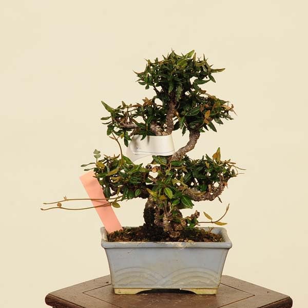 エバーフレッシュ 盆栽 現品 エムの木 エバーフレッシュ 6番 古木 盆栽