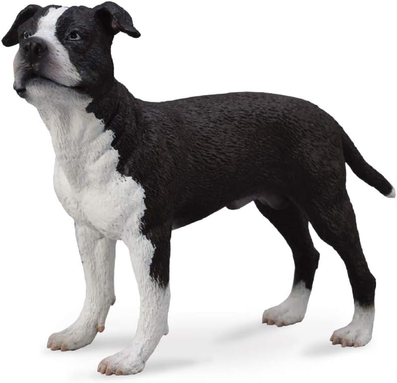 American Staffordshire Terrier