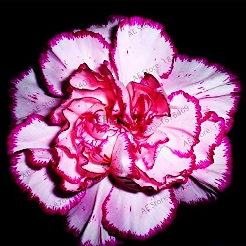 Graines d'oeillet Bonsaï Dianthus caryophyllus Fleurs Graines pour plantes de jardin DIY à la maison Paquet de 500 graines