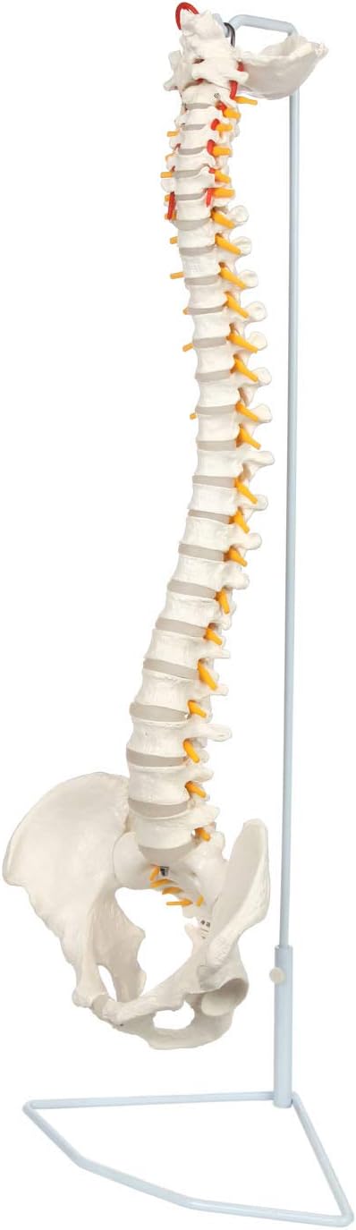 Axis Scientific Life Size Flexible Vertebral Column with Male Pelvis, Spinal Nerves and Arteries, Includes Metal Stand and 3 Year Warranty