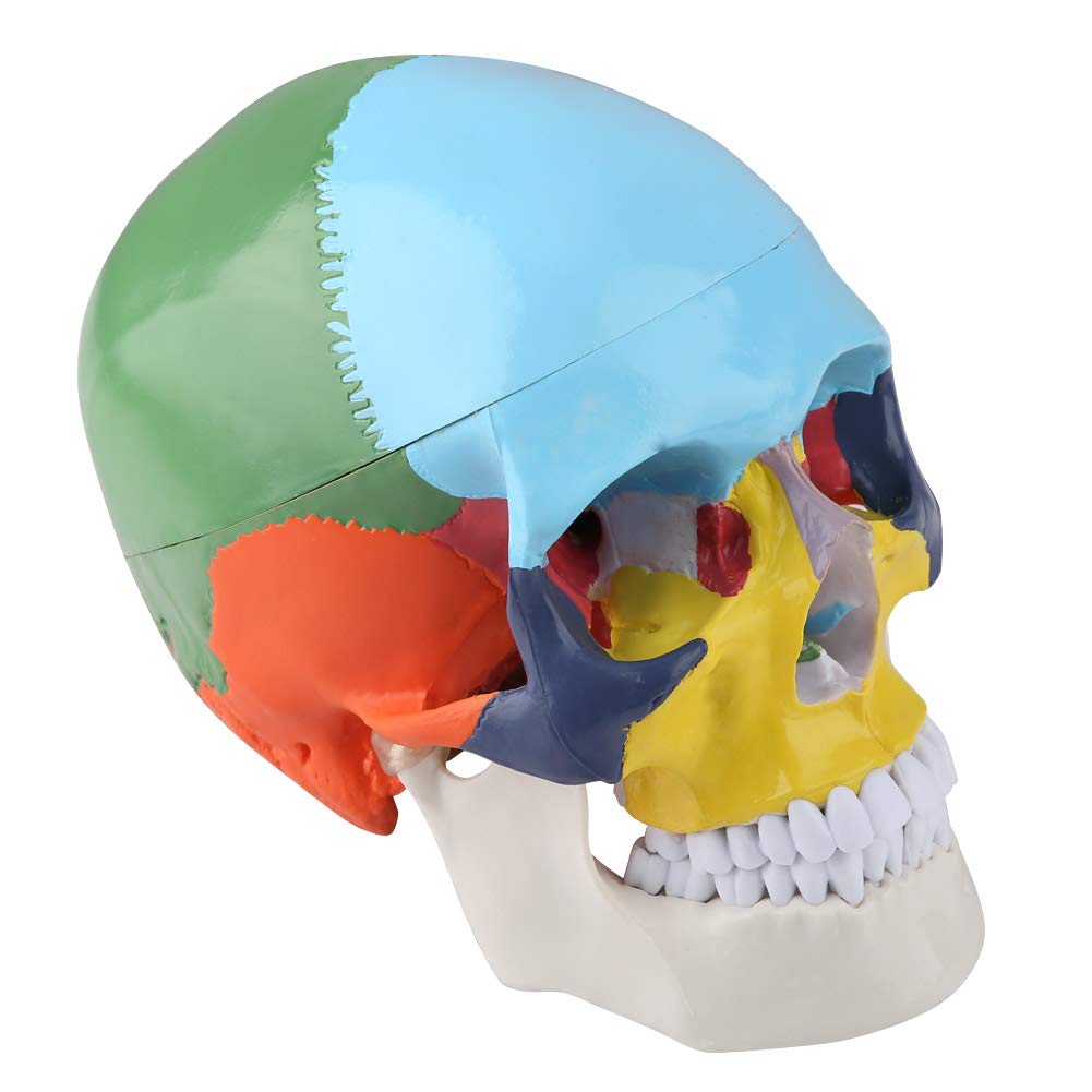 Modelo Médico de Cráneo Humano, Modelo de Cráneo Humano, Modelo de Muestra de Cráneo Modelo Anatómico de Cráneo Humano para Pintar