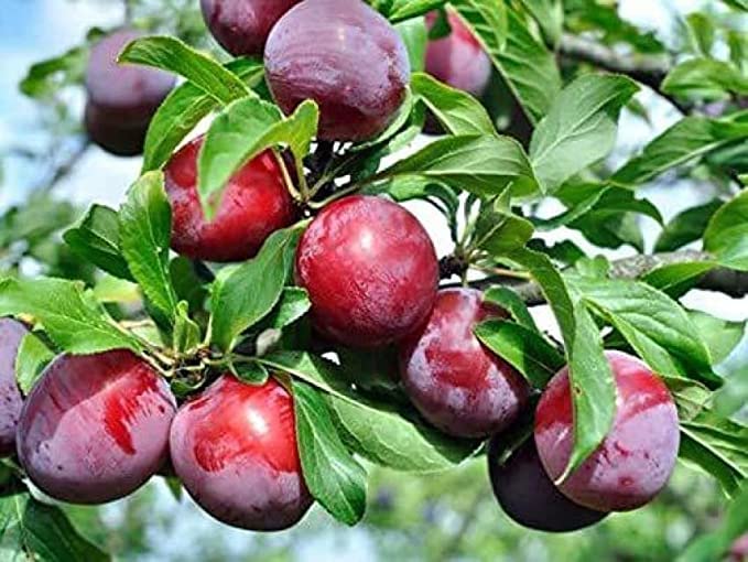 ShopCaart Aloo Bukhra Plum Grafted Plant,Very Sweet "Special Variety'' Pack of 1