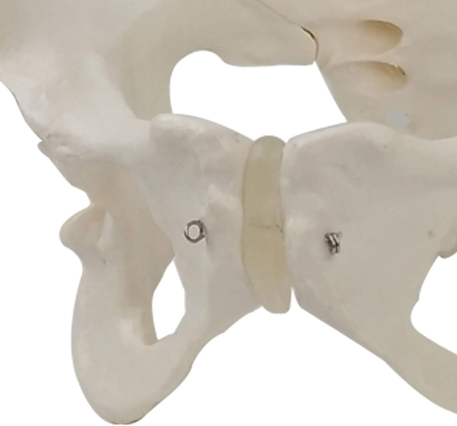 Modele Anatomiczne Żeńskie Modele Miednicy Anatomiczne Duże Stawy Miednicy Piszczel-Struktura Matki Położnictwo Wyświetlacz Wyświetlanie Medycyny Nauczania