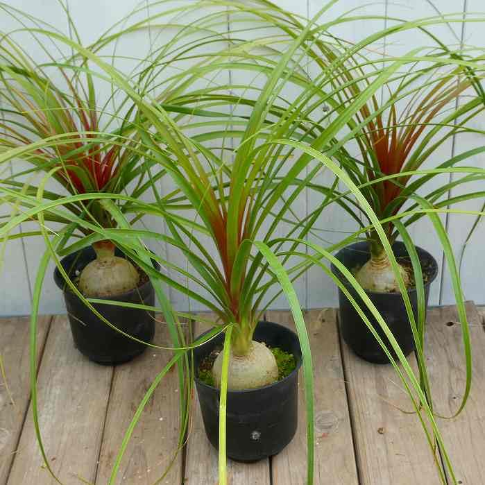 Amazon｜トックリラン ノリナ 4号 ポニーテール 観葉植物 250311