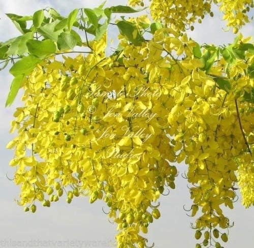 Cassia Fistula Golden Shower Tree Seeds Yellow Flower Clusters Drought Tolerant