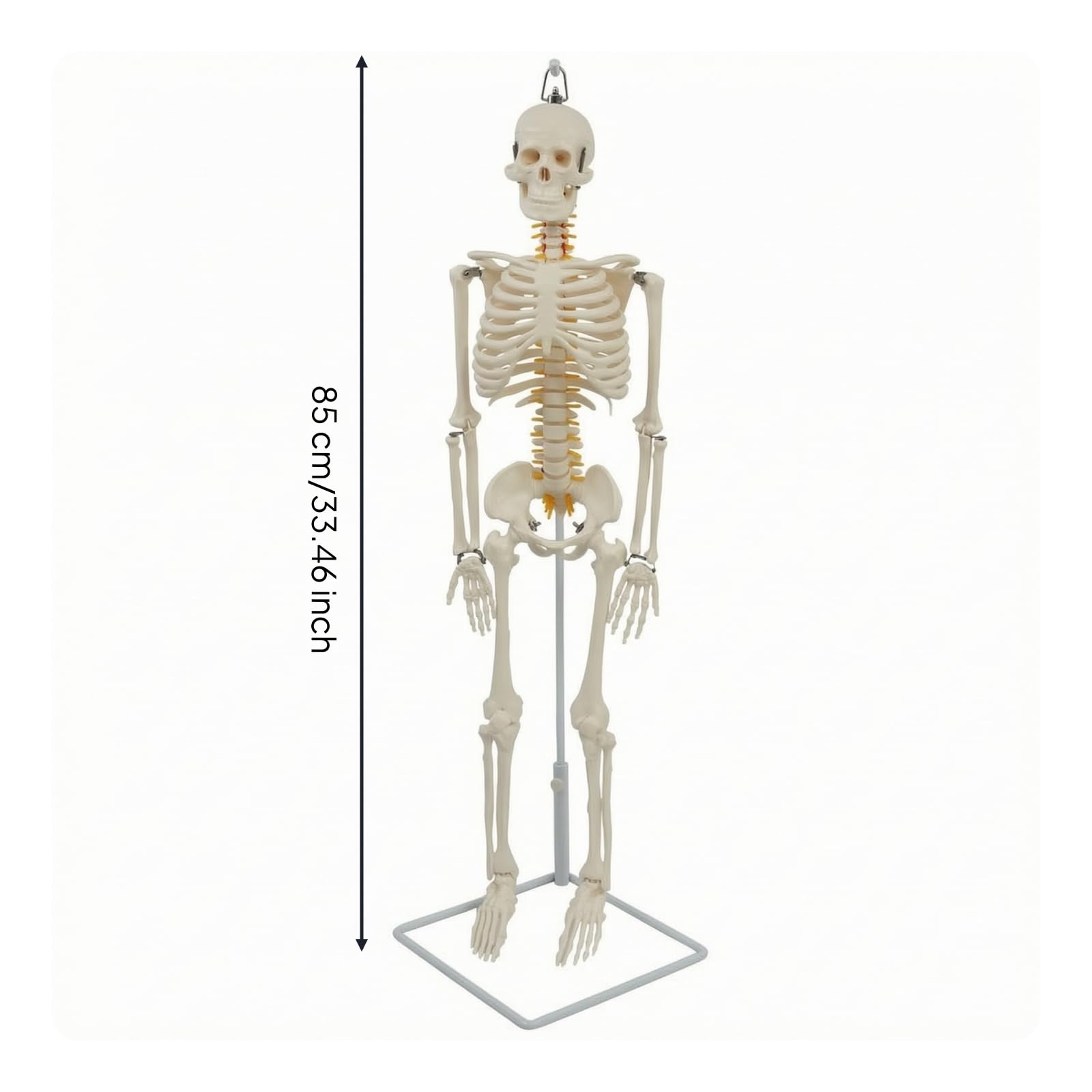 Almencla Lehrskelett Anatomie Modell Skelett Figur Skelettmodell Skelettpuppe aus Langlebigem PVC mit Aufhängung Und Stabilem Sockel für Labor Hörsaal Behandlungsraum für Anschauung Untersuchung
