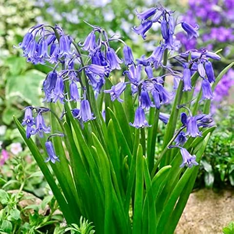 by Woodland bulbs® 100 x Bluebell Bulbs - (IN THE GREEN) - Bulbs Size 6/7 - Hyacinthoides Non Scripta - UK Seller - Spring Flowering Bulbs - Ready For Planting Now - Plant With Snowdrops - FREE UK P&P Cover