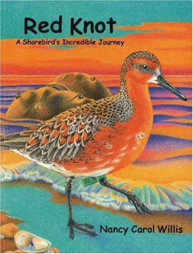 Red Knot: A Shorebird's Incredible Journey