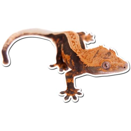 crested gecko decal