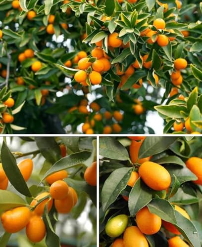 Image of All-Time12 Months Hybrid Grafted Guti Kolom Live Fruit Plant Original & Authentic Organic Tree for Outdoor Fast-Growing Fruit Plant Home Pack Of-1 (Sweet Lemon Fruit Plant, Medium)