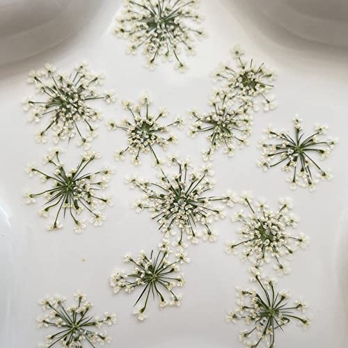100 piezas flores secas Ammi majus prensadas naturales miniatura 5