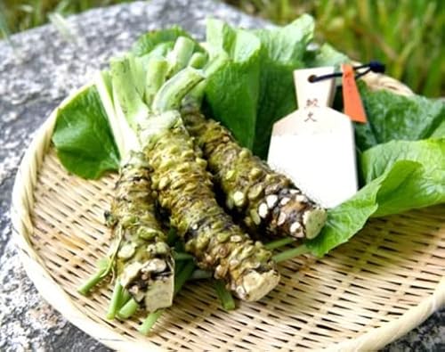 Muroji Wasabi Powder, Halal Certified Wasabi Flavor Soy Sauce Powder, Salt Substitute 20G (0.7Oz.) Portable Glass Botlle #TOP6