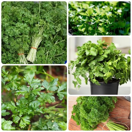 Semi di prezzemolo, selvatiche semi di culinarie semi di microgreens 1000pcs