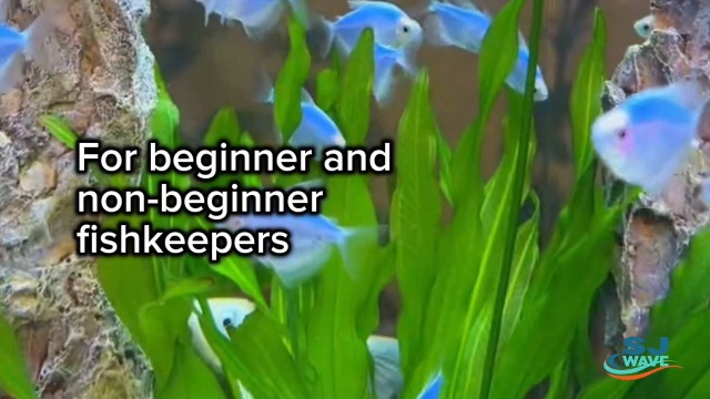 11 in 1 - Aquarium Test Strips | 950 Tests - 150 Strips | Fish Tank Aquariums Water Test Kit & ebook | Aquarium Thermometer | Fish Tank Water Testing Kit Includes 50 Ammonia Strips | Versatile Usage - image 8