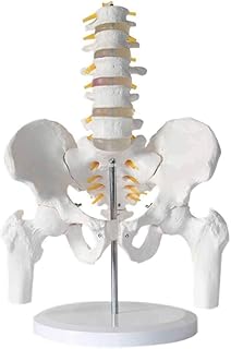 Teaching Model Scientific Human Anatomy， Lumbar Column with Pelvic Leg Human Anatomical Model Detachable Demonstration Modeluseful SaiFei