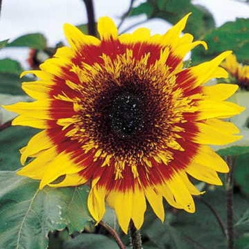 Outsidepride Helianthus Annuus Joker Sunflower Garden Cut Flower & Border Plant - 100 Seeds