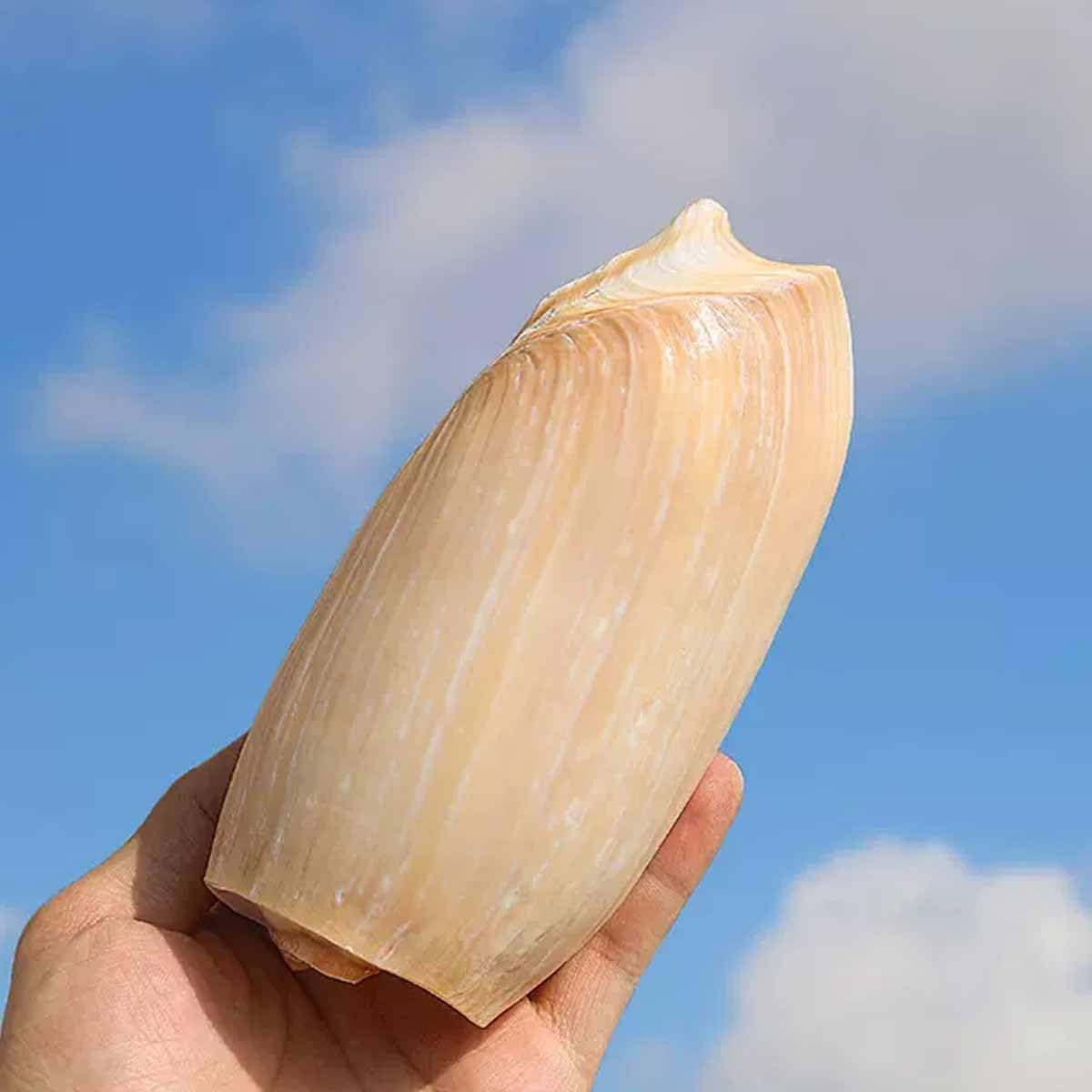 muszle, 10~15 cm dekoracja akwarium dla ryb kreatywny dom, 11~12