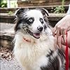 Country Brook Petz - Everyday Nylon Dog Collar for Large, Medium, and Small Dogs and Puppies - for Everyday Use in 30+ Colors (Large, 1 Inch Wide, Bright Red) #2