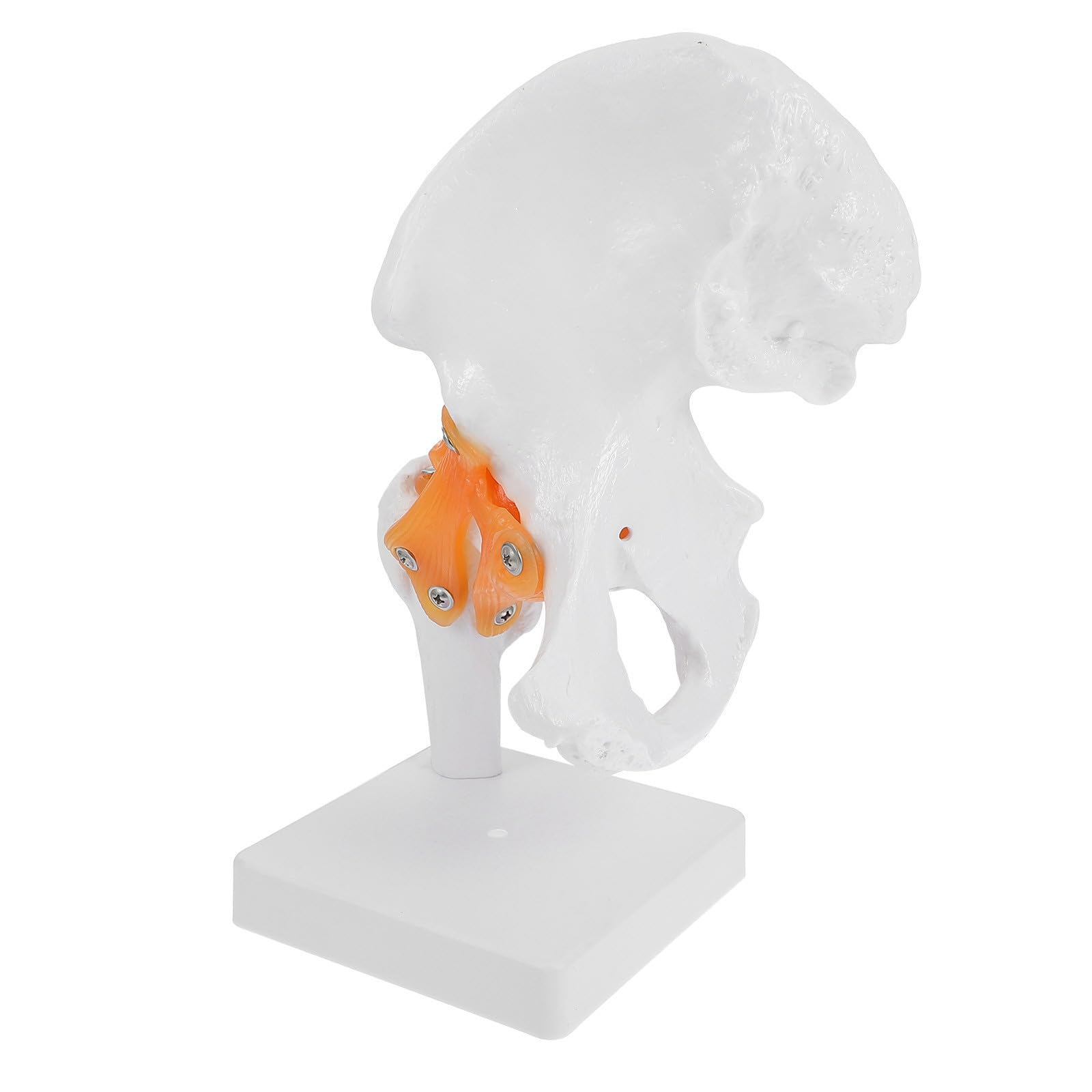 Modèle anatomique d'os de hanche PVC pour enseignement scolaire réaliste - 8