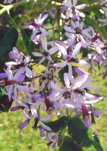 TROPICA - Chinaberry Tree / Persian Lilac (Melia azedarach) - 20 Seeds - Mediterranean