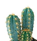 Zoom IMG-1 powers to flowers cactus azzurro Zoom IMG-1 powers to flowers cactus azzurro