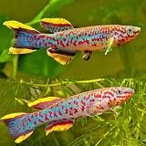 Gardner's Killifish (Steel Blue Killifish) Juveniles (Pack of 3 Fish) - Aquarium Exotic Freshwater Live Fish