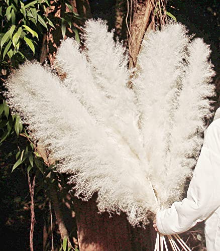 Image of 46 inch inch 10 Stems Cream Pampas Grass Decor Tall, Dry Flowers for Floor Vases Decor, Natural Dried Flowers for Wedding, Natural Home Decor, Wall Grass, Glam Decor