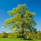 nel tuo giardino, frutteto o fattoria e divertiti a piantare con la tua famiglia.Crea il tuo giardino ideale.