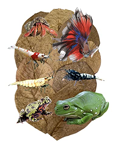 Image of Awesome Aquatic Betta Shrimp Leaves 30 4 inch-6 inch Premium Catappa Indian Almond Leaves Aquarium Fish Shrimp Betta Tanks Blackwater Habitat Health Color Natural Habitat Tannin Improves Immunity
