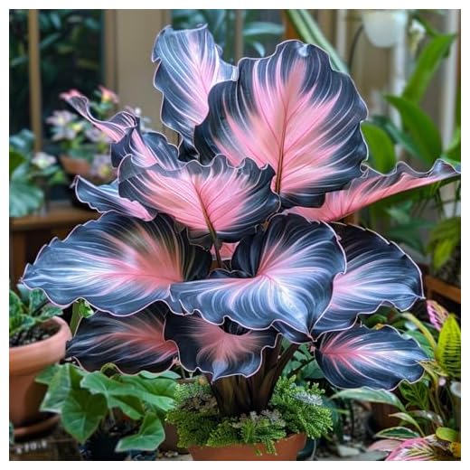 Biotaurus Pflanzenliebe ● Natürliche Dünger-Alternative für Zimmerpflanzen auf Basis lebender Mikroorganismen ● 250ml 10 Elefantenohr-Tropical/mehrjährig winterhart,Umweltverschönerung/Heimdeko/Gartenschätze-3 Rhizome-A