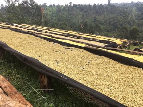 Image of Premium Kenya AA Unroasted Specialty Green Coffee Beans - Single Origin 100% Arabica - Bulk Wholesale Pricing (10 Pound Bag /4.5kg)
