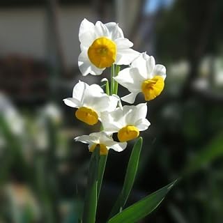 日本水仙 房咲き の球根 18球 ガーデニング 園芸用品