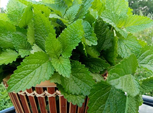 Raise Me Up: Seeds Melissa Lemon Balm Mint Non Gmo Heirloom #TOP2