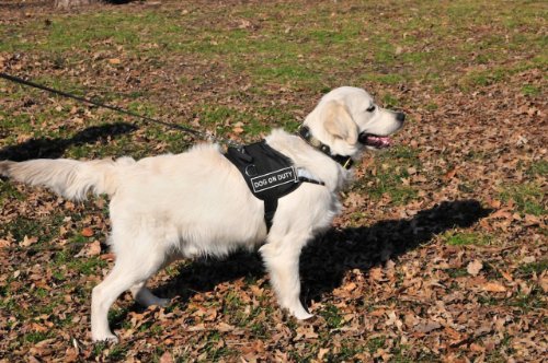 Dt Works Harness, Dog On Duty, Black/White, Large - Fits Girth Size: 34-Inch To 47-Inch #TOP2