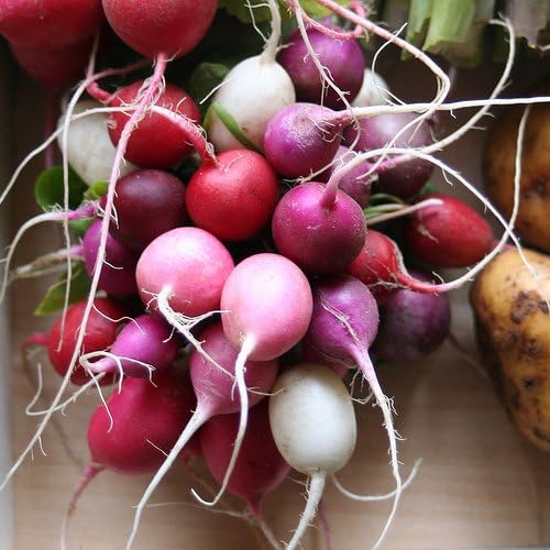 Radish Easter Egg Blend Great Heirloom Vegetable by Seed Kingdom Bulk 5 Lb Seeds