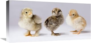 12 x 24 in. Domestic Chicken Chicks Showing Genetic Variation Used to Bring Out Traits That Help Poultry Producers Art Print - Michael Durham