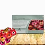 Outsidepride Bicolor Mix Gerbera Seeds - 10 Pcs Perennial, Compact & Low Maintenance, Flower Seeds for Planting w/Vibrant Mixed Blooms, Ideal for Garden Landscaping & Cut Flower Arrangements