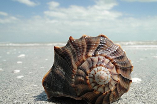 Nature Art Poster Print on Canvas 24x35in- Shell on the beach close-up (P-1004176)