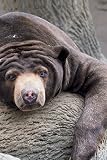 Sun Bear Journal 150 Pages