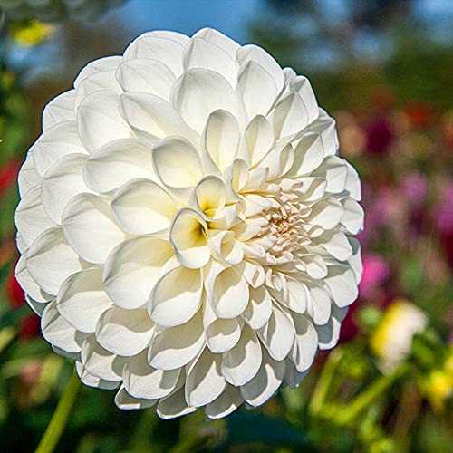 Radha Krishna Agriculture® Imported Dahlia Flower Bulbs Dull white | Fragrant Flowers Planting Bulb For all season Outdoor And Indoor Gardening Pack of 1 (B0BTPWKVBW) Amazon Price History, Amazon Price Tracker
