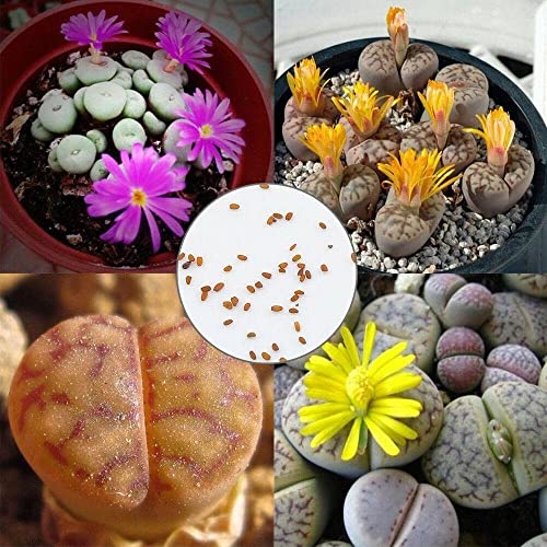 Mixed Lithops Seeds For Planting, 50 Rare Lithops Succulent Plants Live Seeds Mix, Rock Lithops Living Stones Seeds Bulk Cactus #TOP1