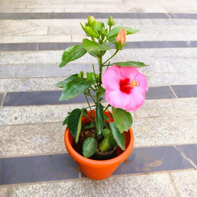 Hibiscus growing season Gudhal Pink in 7 Garden perfect Living Live ...