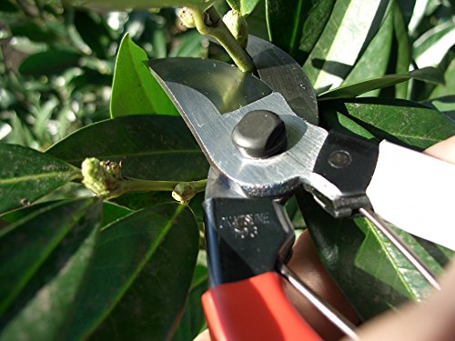 Okatsune 103 Bypass Pruners General Purpose Medium (One Pack) by Okatsune - Image 4