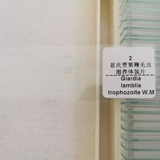 1 Piece Giardia Lamblia Trophozoites Parasite Prepared Slides