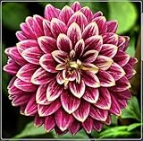 Groß, 2025 Winterhart pflanzen, Blumenzwiebel Mix,Mysteriöse magische Glühbirne, Mehrjährige Blumenzwiebel ist winterhart,Winterhart zwiebeln -2 Dahlien knollen-E