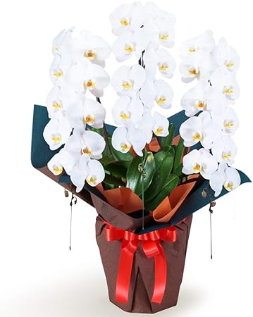 クリアランスバーゲン 期間限定開催 大輪コチョウラン 白 花束 フラワーギフト 花束 誕生日 記念日 プレゼント 格調高いランの切り花 日本全国送料無料 Ggjapan Jp