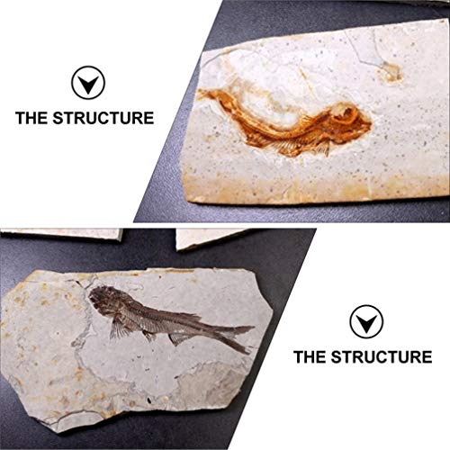 Image of Scicalife Fish Specimen Resin Bony Fish Model 3.14 X 2.75 X 0.23 in Science Education Laboratory Supply Desktop Ornament Teaching Display Collectible Adornment