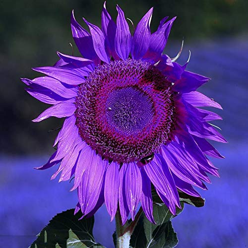 Gmnp0Di% Sunflower Seeds To Plant Purple Sunflower Seeds Ornamental Plant Home Garden Yard Farm Office Decor Non-Gmo Seeds Purple Sunflower Seeds #TOP1